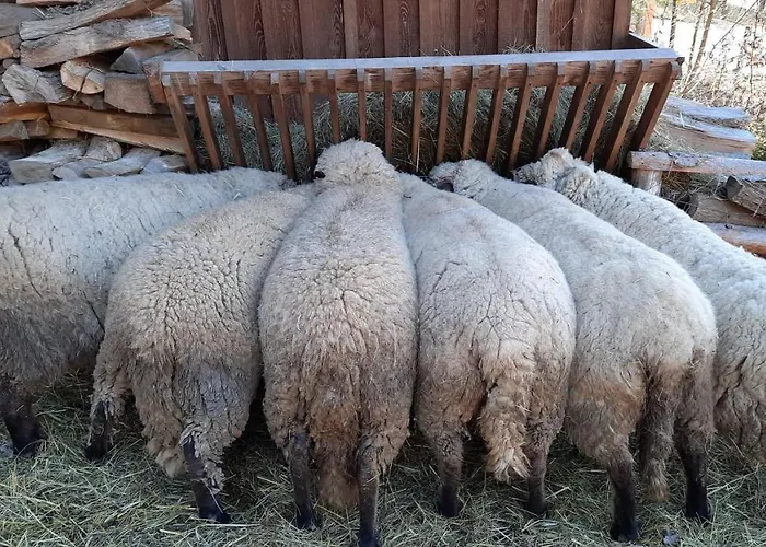 Und Apartment Idolsberg